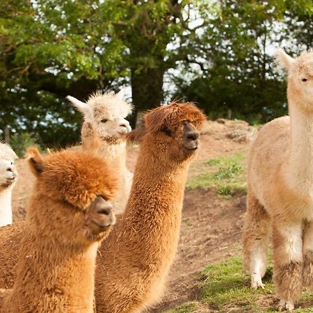 The Llama Hut Kirklevington Exterior photo